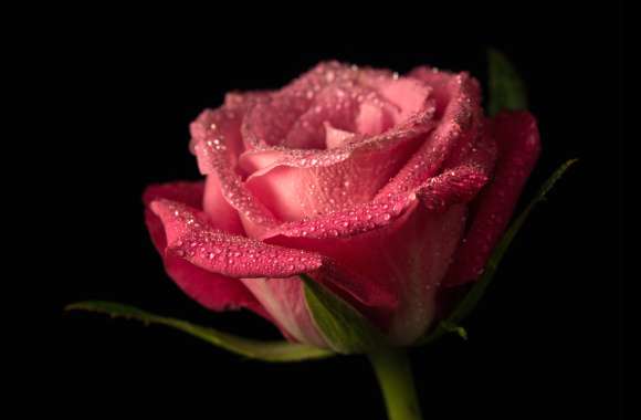 4K Ultra HD Pink Rose with Dew Drops