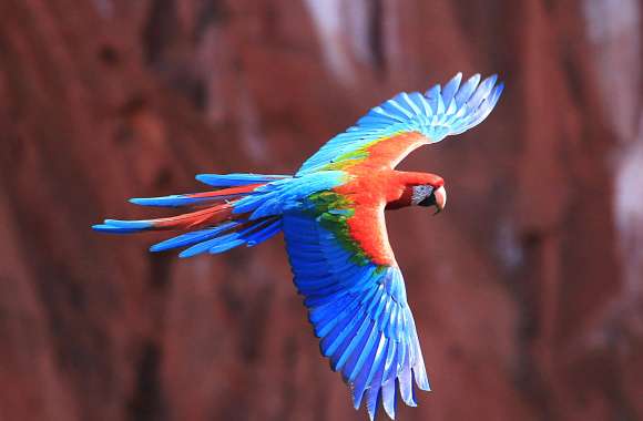 4K Ultra HD Red-and-Green Macaw in Flight Wallpaper