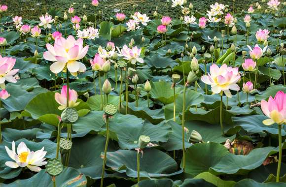 4K Ultra Pink Lotus & Lily Pad Serenity