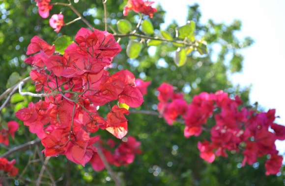 A Beautiful Bougainvillea Tree - Bougainvillea Glabra