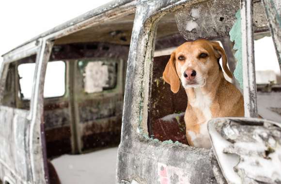 A Loyal Companion of a Dog in an Old Van