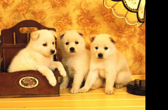 Adorable Akita Puppies wallpapers hd quality