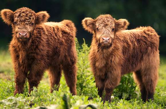 Adorable Baby Cows wallpapers hd quality