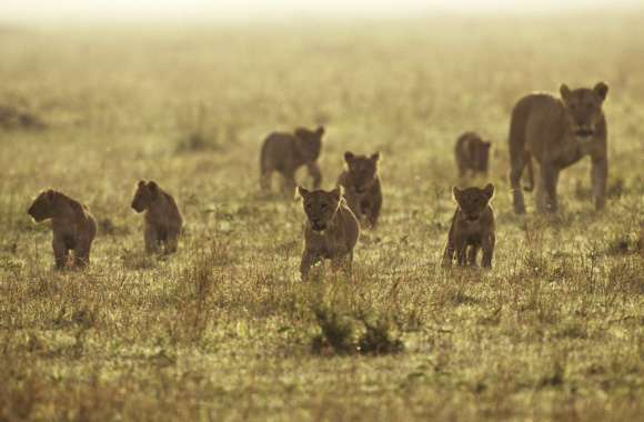 Adorable Baby Lions A Stunning Experience