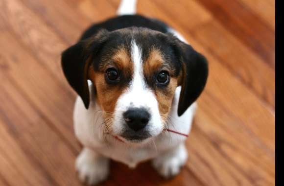 Adorable Beagle Puppy