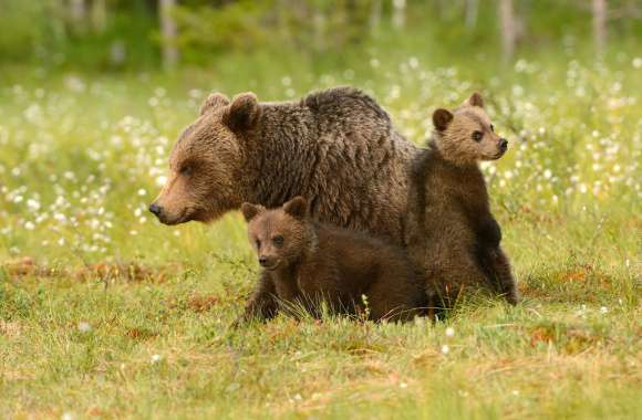 Adorable Bear Cubs wallpapers hd quality