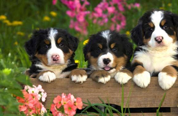 Adorable Bernese Puppies in Flower Field