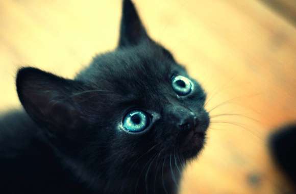 Adorable Black Cat