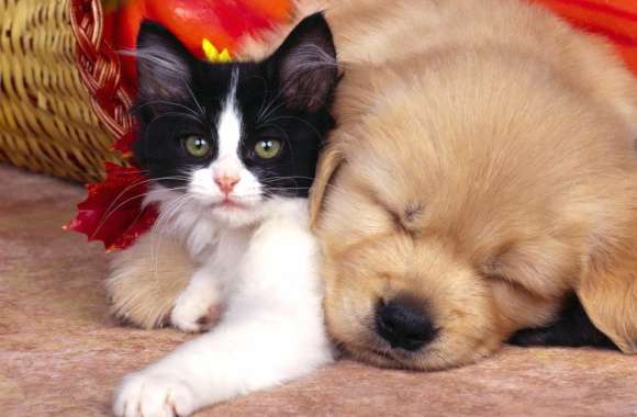 Adorable Cat and Dog