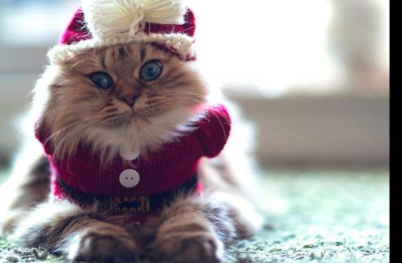 Adorable Cat in Santa Outfit - wallpapers hd quality