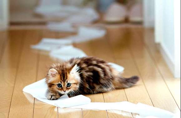 Adorable Cat Mischief for Animal Lovers