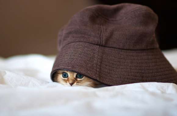 Adorable Cat Peeking for Animal Lovers