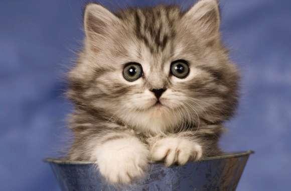 Adorable Cat Playful Kitten in a Pot wallpapers hd quality