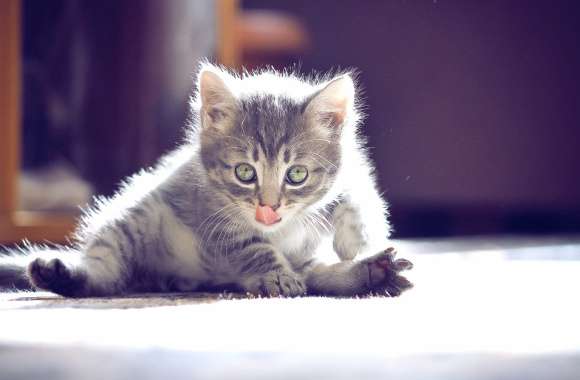 Adorable Cat Playful Moments Captured wallpapers hd quality