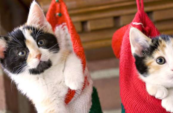 Adorable Cats in Cozy Stockings - wallpapers hd quality