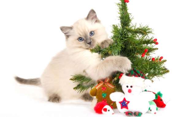 Adorable Christmas Cat & Tree wallpapers hd quality