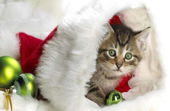 Adorable Christmas Kitten in Santa Hat -