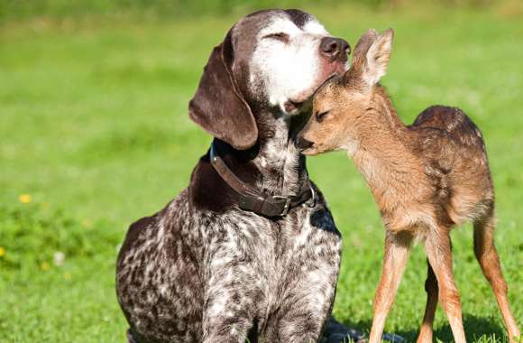 Adorable Deer and Dog Friendship