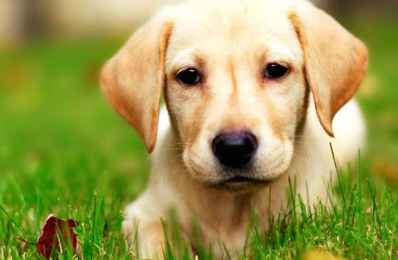 Adorable Dog Cute Puppy in Nature wallpapers hd quality