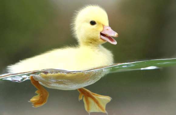 Adorable Duckling in Water - wallpapers hd quality