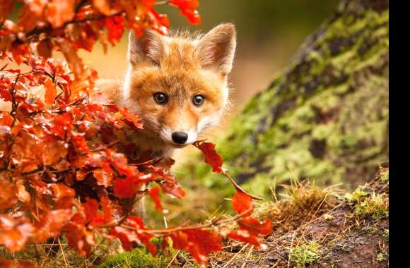 Adorable Fall Fox Cub