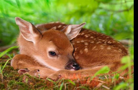 Adorable Fawn wallpapers hd quality