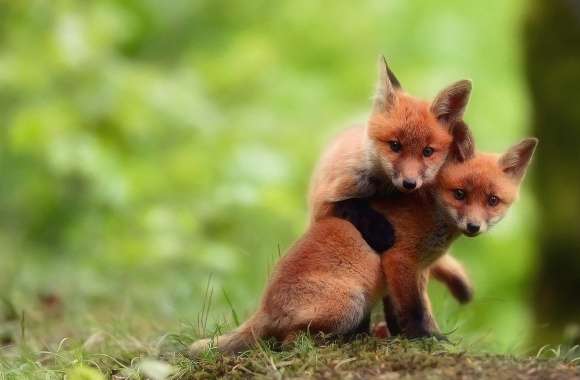 Adorable Fox Pals - wallpapers hd quality