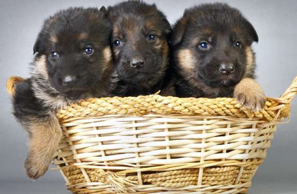 Adorable German Shepherd Puppies wallpapers hd quality