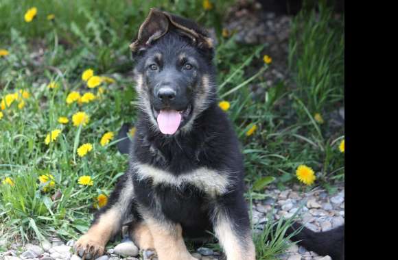 Adorable German Shepherd Puppy -