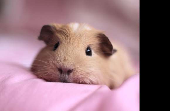 Adorable Guinea Pig in