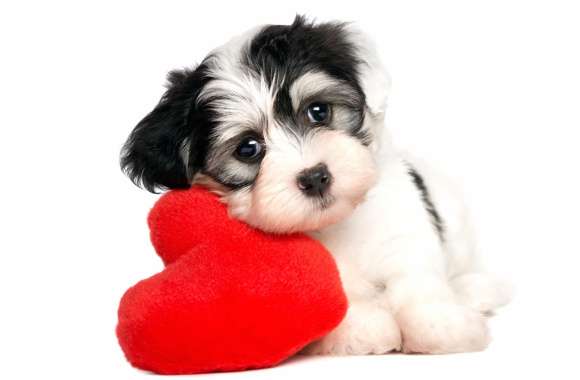 Adorable Heart Puppy wallpapers hd quality