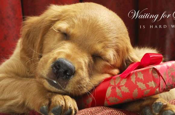 Adorable Holiday Pup wallpapers hd quality