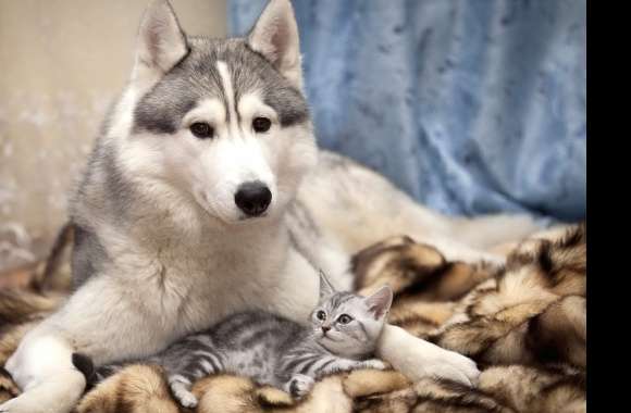 Adorable Husky and Kitten