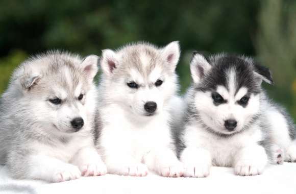 Adorable Husky Puppies -