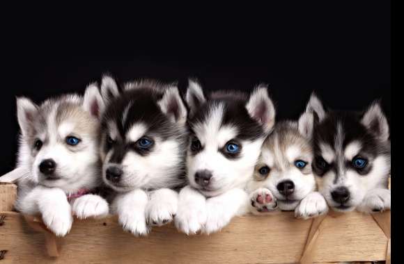 Adorable Husky Puppies with Blue Eyes -