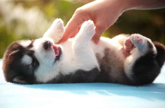 Adorable Husky Puppy -