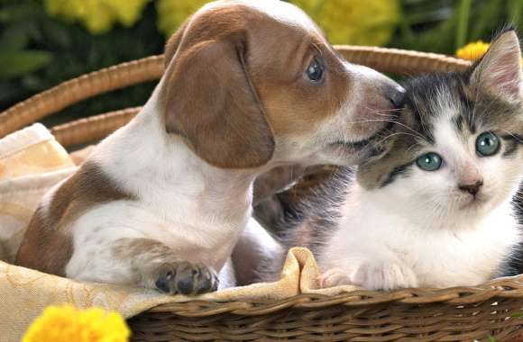 Adorable Kitten & Puppy in Basket