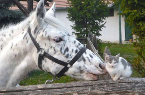 Adorable Kitten and Horse