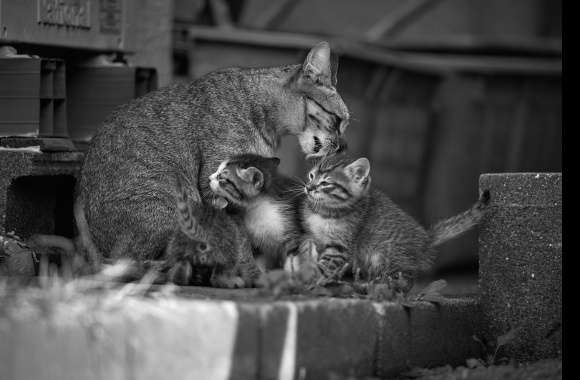 Adorable Kitten Family in