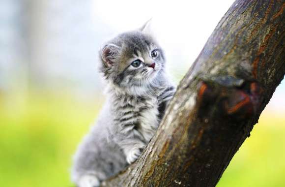 Adorable Kitten in Nature