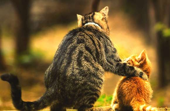 Adorable Kitten Love -