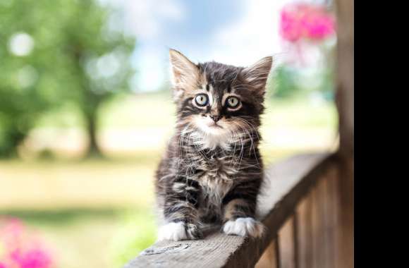 Adorable Kitten on Porch -