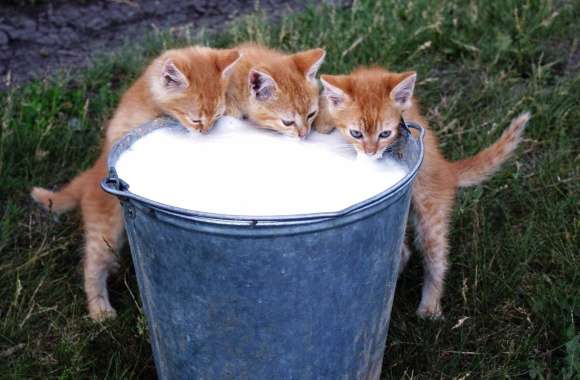 Adorable Kittens Enjoying Milk -