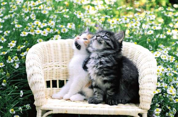Adorable Kittens on Wicker in a Flower Field – wallpapers hd quality