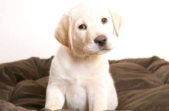 Adorable Labrador Puppy