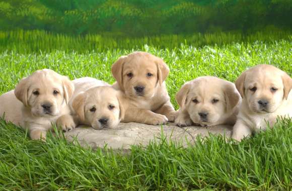 Adorable Labrador Retriever Puppies