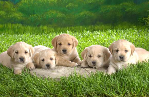 Adorable Labrador Retriever Puppies -