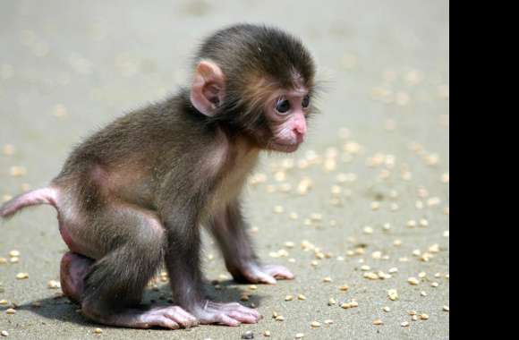 Adorable Macaque wallpapers hd quality