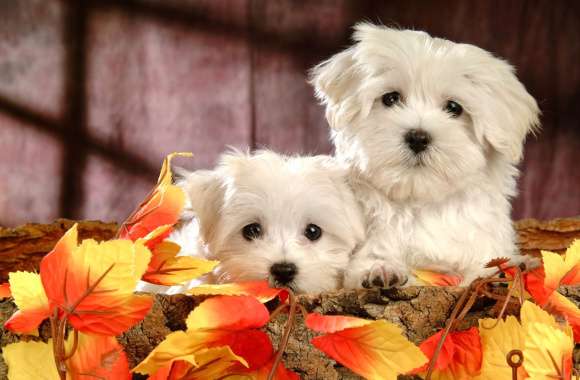 Adorable Maltese Puppies - wallpapers hd quality