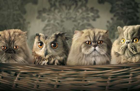 Adorable Owl & Cats -